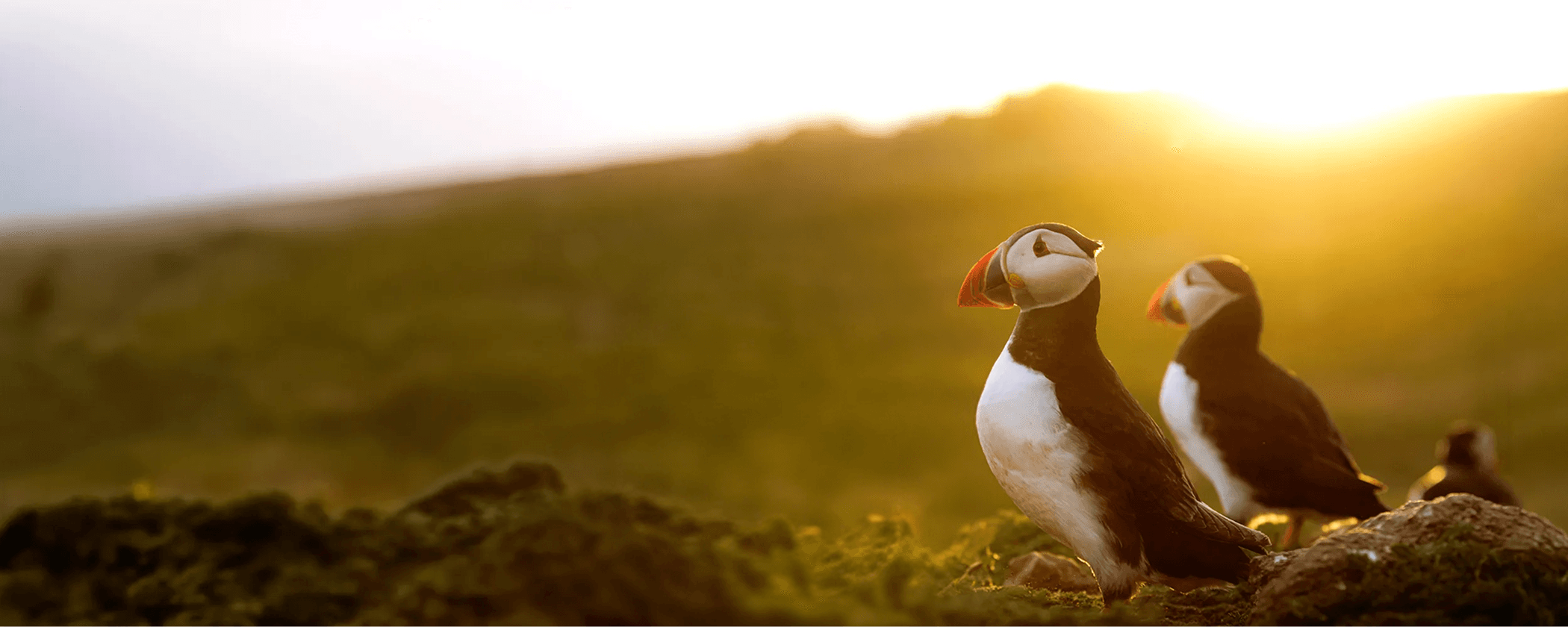 RSPB