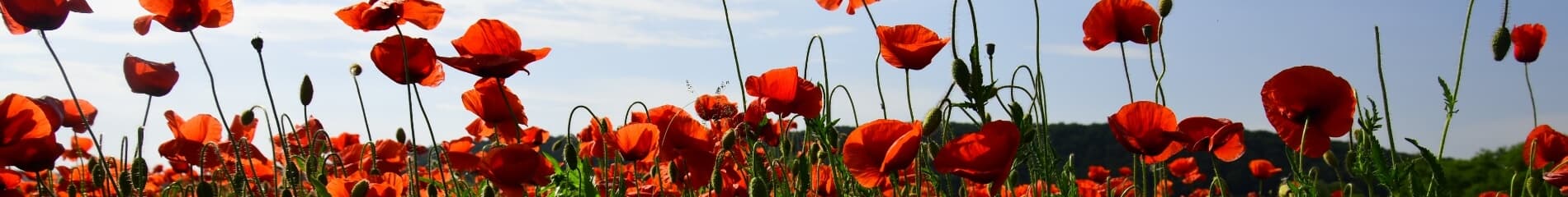 The Royal British Legion